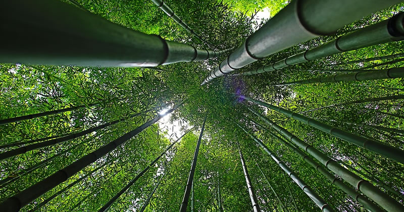 BambooRush Design 2021. Oggetti di bambù per la vita quotidiana