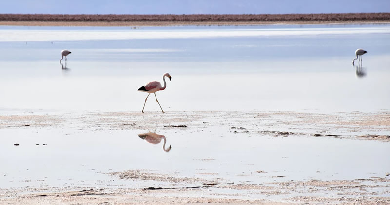 Molentargius. Strutture ad uso industriale da riconvertire nell'oasi di protezione faunistica della provincia di Cagliari