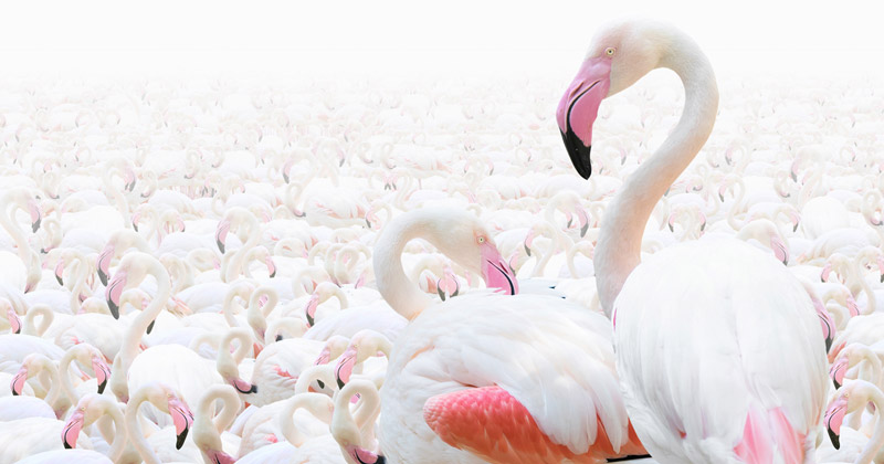 Abu Dhabi Flamingo Observation Tower: un belvedere sul mondo dei fenicotteri