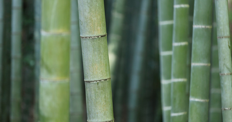 Bamboo Rush 2019: oggetti di design per valorizzare le caratteristiche del bambù