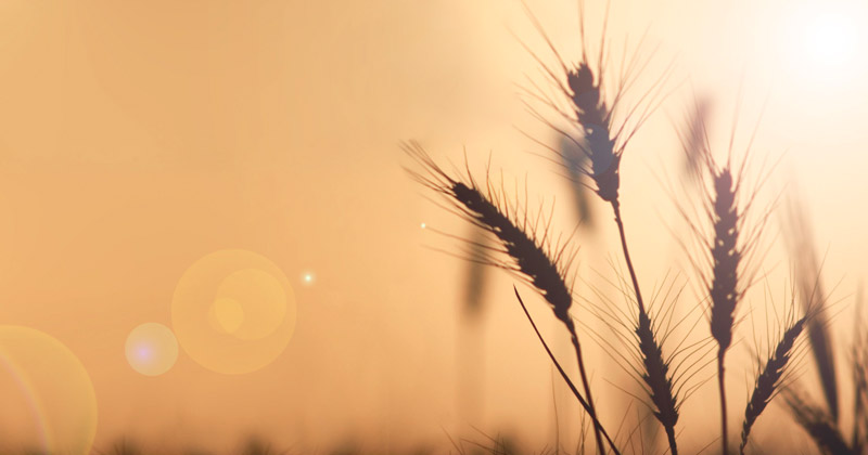 Straw Bale Ecological House. Una casa ecologica in paglia nel centro della Spagna