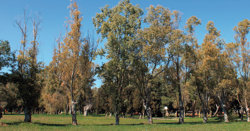 Ricrea. A Lecce, il legno di scarto si trasforma per riqualificare un parco comunale in disuso