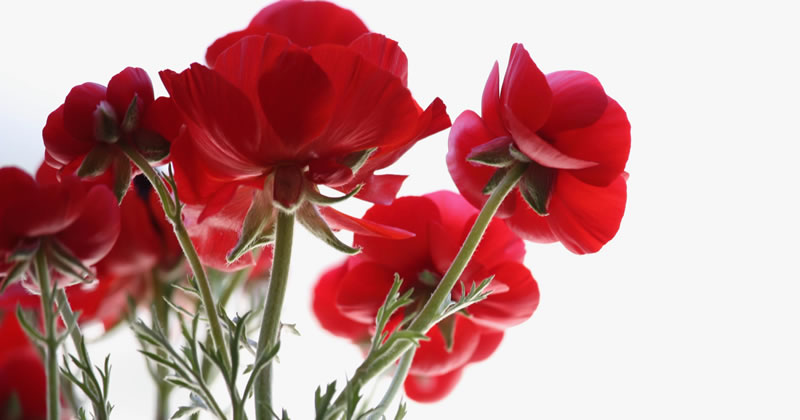 Un logo distintivo per il distretto florovivaistico di Saonara