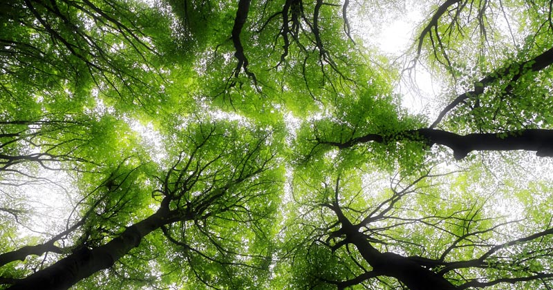 Linee di Paesaggio. Interpretare il territorio attraverso l'arte