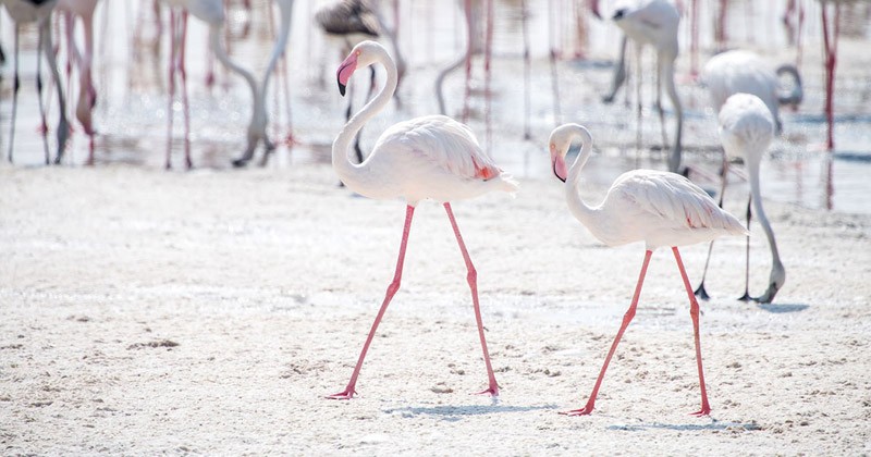 Abu Dhabi Flamingo Visitor Center. Un centro visitatori nell'oasi di fenicotteri degli Emirati Arabi