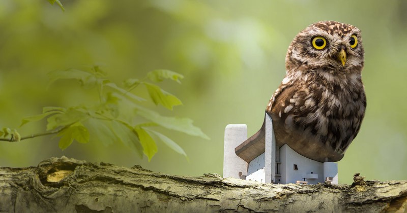 Legendary Bird Home 2020. Una casetta per uccelli "leggendaria" per combattere la deforestazione