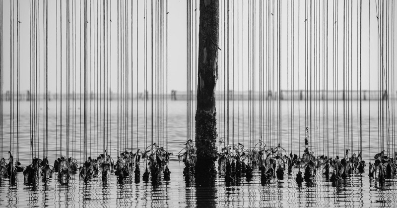 Premio fotografico nazionale mitilicoltori della Spezia 2020