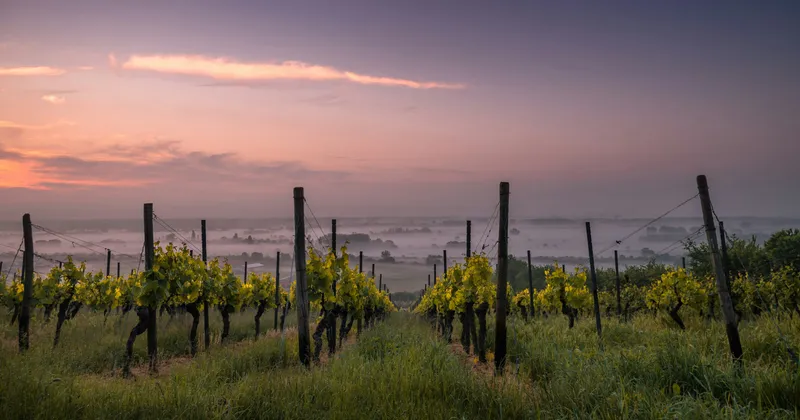 Medaglia dell'architettura del vino: torna il riconoscimento per i progetti di valorizzazione dei paesaggi vinicoli