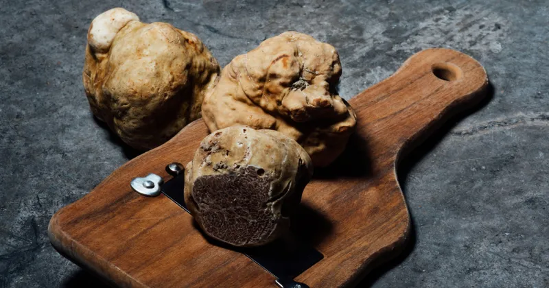 Un logo per il tartufo bianco del Serrapotamo, in Basilicata