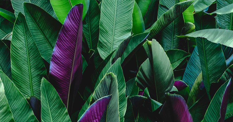 My Plant & Garden 2019: gli eventi per i professionisti organizzati da Paysage