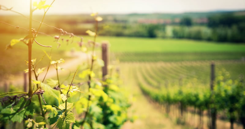 In Wine the Truth. Cinema, architettura e vino in sette cantine toscane