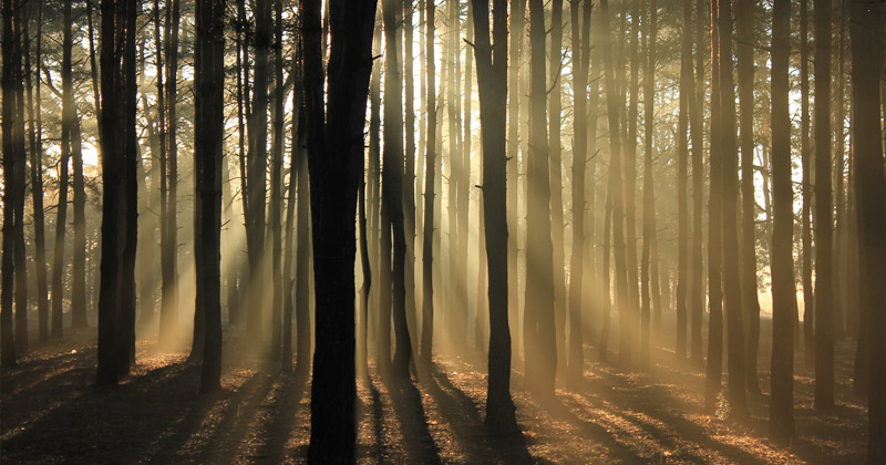 Forestazione e ruralizzazione della città per una qualità urbana