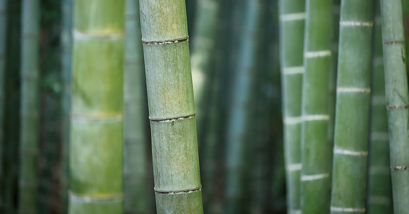 DigitalBamboo, workshop sperimentale per costruire in bambù