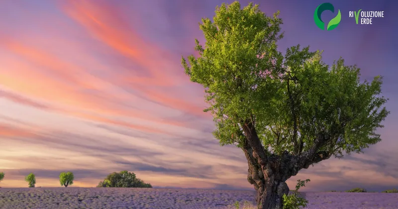 Verde e paesaggio: risorsa per la resilienza urbana