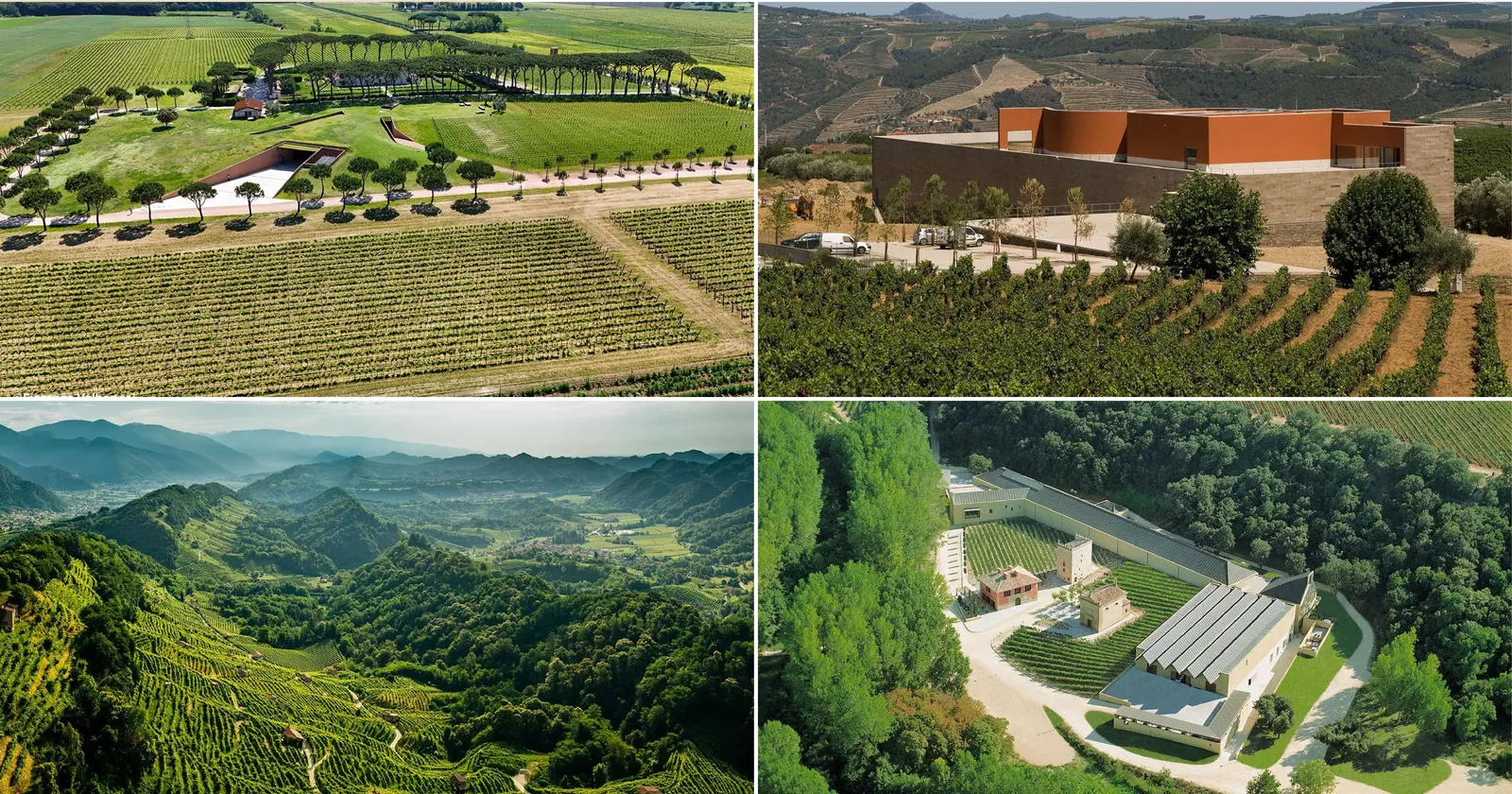 Culture e paesaggi del vino. Il senso della terra e la voce dell'architettura