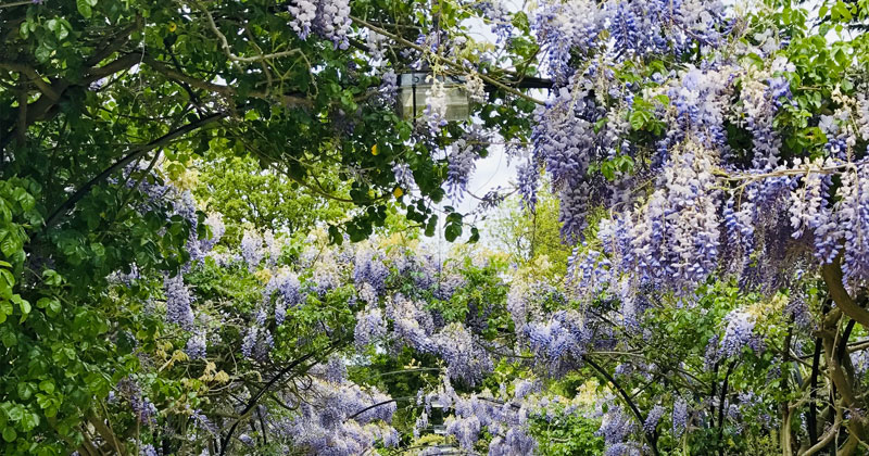 Bonus verde in vigore per tutto il 2020: novità e conferme