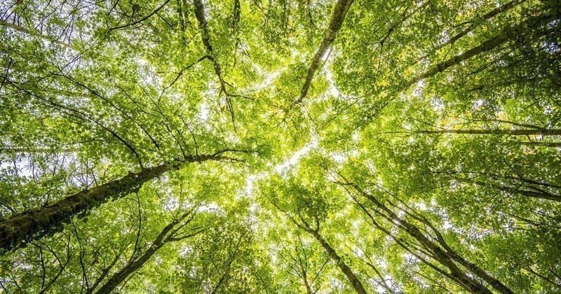 Pnrr e riforestazione urbana: al via progetti da 330 milioni per piantare 6,6 milioni di alberi nelle Città metropolitane