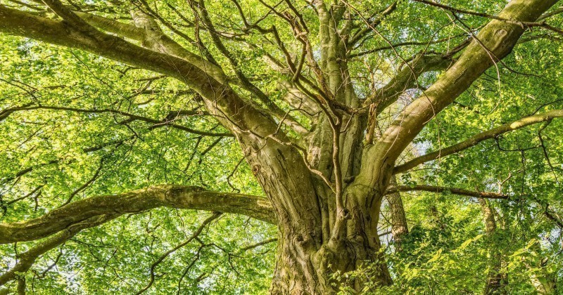 Dal regolamento sul ripristino della natura lo stop al consumo di suolo per le città